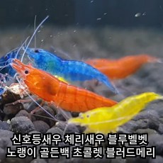 [안전배송] 신호등새우 블러드메리 골든백 블루벨벳 초콜렛 사쿠라 기본세트 고급세트 12마리