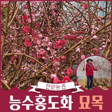 능수홍도화나무 묘목 (4년생) 2m 2...