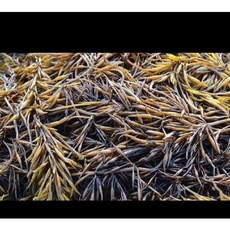 톳 냉장 1KG, 1개, 1개