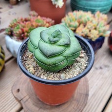 서진농원