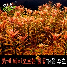 구피선셋