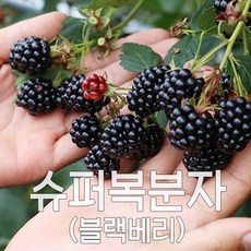 블랙베리이어캡