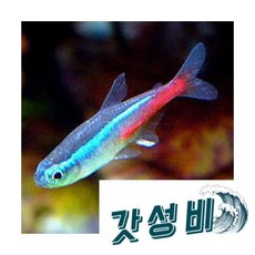 네온테트라 TOP01