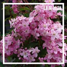 매화말발도리 9치 화분