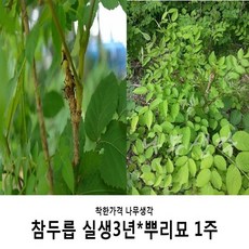 착한가격 나무생각 참두릅 실생3년*뿌리묘