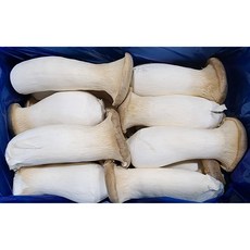 가락싱싱 새송이버섯 (특) 2kg, 1개