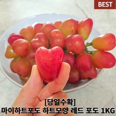 [국내산/국산] 마이하트포도 루비로망포도 1kg 하트모양 포도 레드샤인머스켓 포도 레드 포도 루비로만 루비로망, 1개