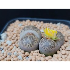 스마트콜레오
