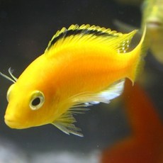 c5d54f75664d3d9e123bdc0f38ede19e65d0fed8e5f16d2f24dd35b8382c.jpg