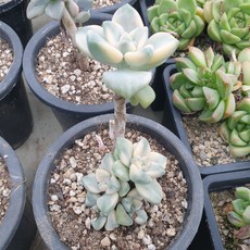 [수암다육] 살구미인금 랜덤발송 Graptoveria 'Titubans' f. variegata 랜덤발송 다육 다육이 다육식물 399, 1개