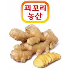 트레이더스배추가격