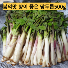 [신선식품]국내산 봄기운 가득 향긋한 땅두릅 봄 제철 밥상 봄나물 두릅 땅두릅 엄나무순 개두릅 두룹 드룹 드릅, {]1박스, 500그램