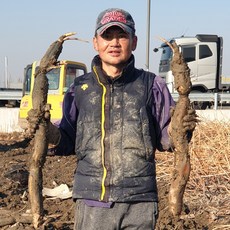 2024년 햇연근 대구 반야월 지역에서 재배된 흙연근 당일수확 당일발송, 1개, 실속연근 1kg