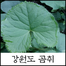 [봄나물 4종] 자연산 참두릅(원순) 곰취 줄기명이 눈개승마 강원도 노지 당일채취 산나물 합배송, 1개