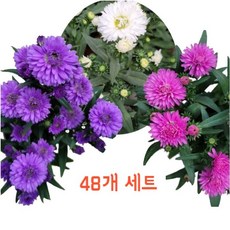 아스타국화 TOP01