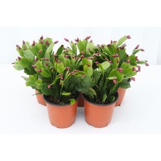 이너프바이제이