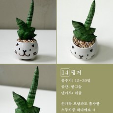 보거스플라워 미니다육이 산세베리아 스투키 정야 베이비핑거 홍미인 귀여운화분, 1개, 핑거