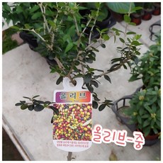 올바른나무전정