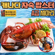 랍스타시세