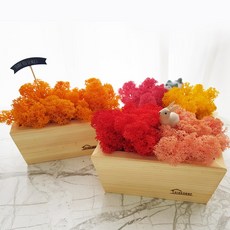 스칸디아모스 화분-공기정화 우드 쁘띠 모스화분 DIY(중), 시클라멘+옐로우