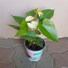 스킨답서스수중화