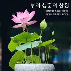 희귀다육이 TOP01