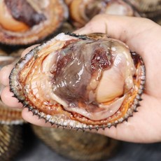 피조개 서천어부의 겨울 피조개 1박스, 피조개1kg 3-6미, 1개