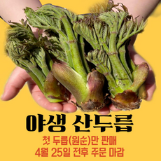 두릅 지리산 자연산 야생 산두릅 참두릅, 1kg 28000원, 1개, 1kg