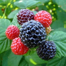 a9e9461c955c1c45bf9a6752adcb49a20a0e95a0a3d76c7663d5f248dc88.jpg