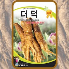 더덕씨앗