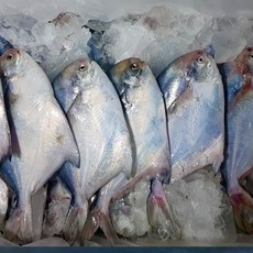 횟감용 비손질 병어1kg 6-10미내외, 1세트, 1kg