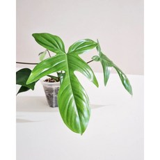 플로리다뷰티그린