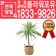 칼라유카 해초바구니 개업화분 개업선물 배달 이사 실내공기정화