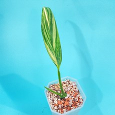 에피프레넘피나텀