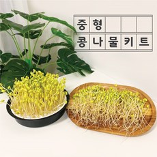 슬기로운콩나물키트