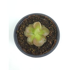 벌레잡이제비꽃
