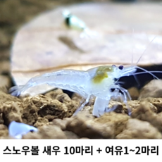 [안전한배송] 스노우볼 새우 10마리 추가 1~2마리 포함, 10+1, 1개