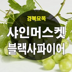 [경북농원] 샤인머스켓 / 블랙사파이어 포도나무묘목 판매, 샤인머스켓 삽목1년생