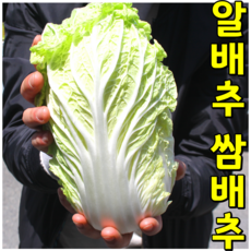 [정가네야채가게] 국산 알배기배추 알배기 알배추 쌈배추(특) 12포기