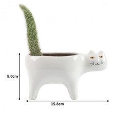 원숭이꼬리선인장