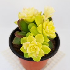 추천5다육이키우는법