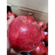 미국산 석류 농장 재배 수확 판매 우즈백산 석류나무 2kg(4-6과), 석류2kg(4~6과), 1개