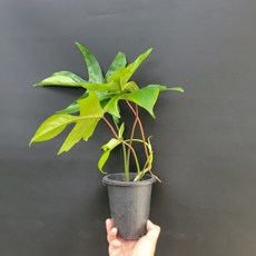 플로리다뷰티