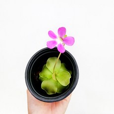 벌레잡이제비꽃키우기