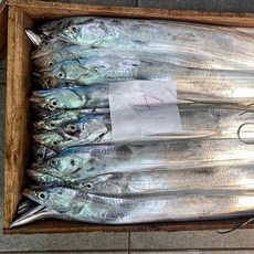 통영 자연산 은 갈치 (중/대/특) 4마리 당일조업, 갈치(생물/중)4마리