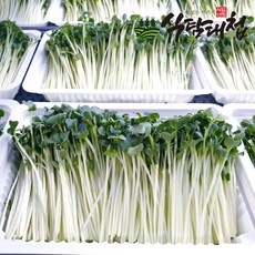 식탐대첩 수경재배 GAP 무순 150gX10팩, 150g, 10개