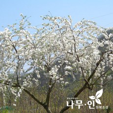 [나무인] 수양백도화(능수백도화) 차량배송