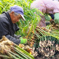 (특품) 22년도 영주 햇 생강 첫 출하, 특품 영주 생강 1kg