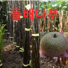 (D소망)신품종 돌배나무묘목 접목3년생(분)1그루