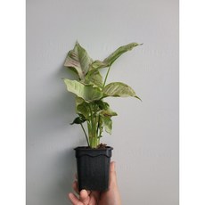 싱고니움밀크컨페티